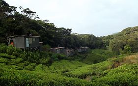 The Rainforest Ecolodge